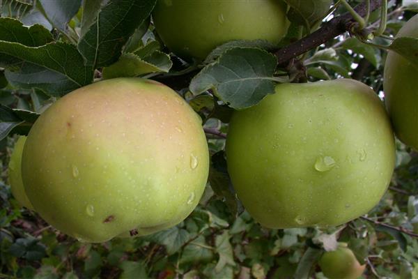 Apfelbaum Sokolovskoe Foto