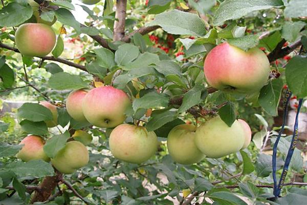 Larawan sa bukid ng Apple tree State