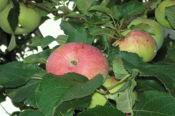 Apfelbaum Spartak Foto