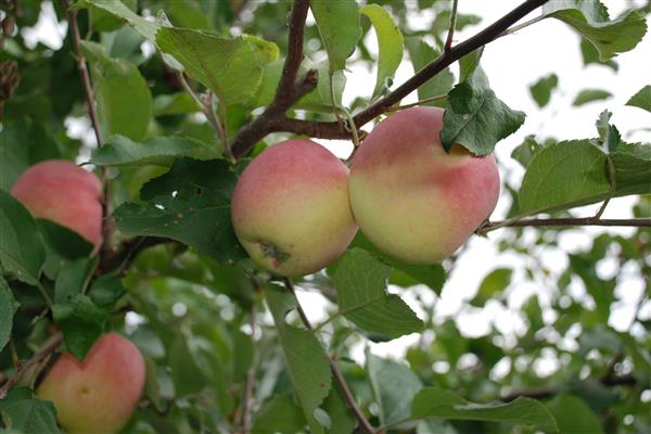 Apple tree stark photo