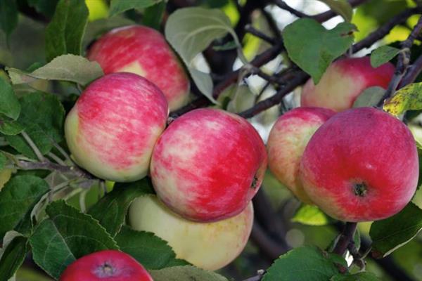 Apple tree Payat na larawan