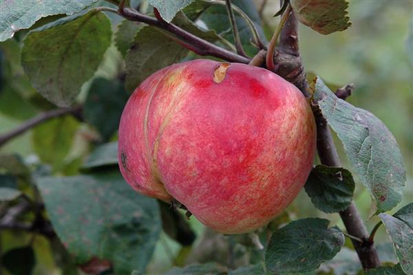 Apfelbaum Suislep Foto