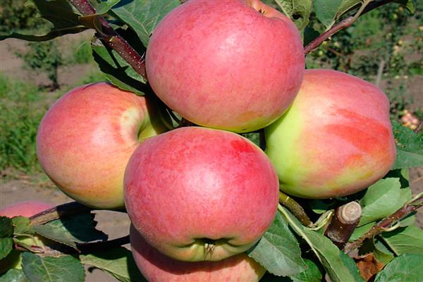 Apple-tree Uspenskoe photo