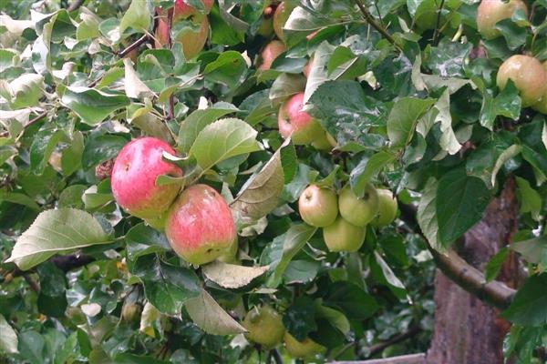 Apfelbaum Apple gespeichertes Foto