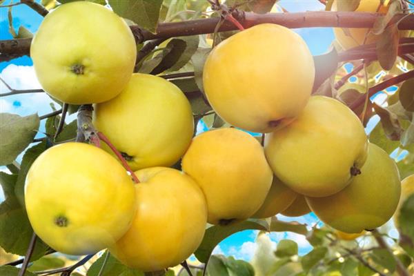 Apple tree Amber photo