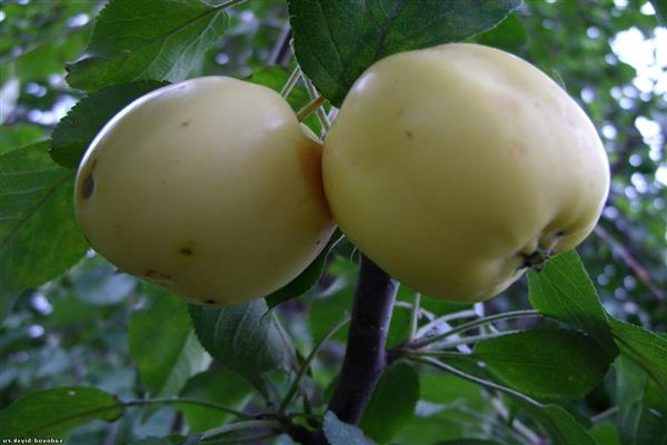 Apple tree Amber photo