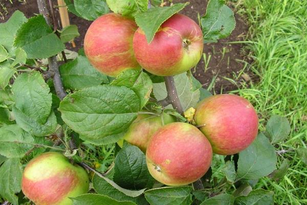 Apfelbaum Junge Naturforscher Foto