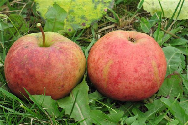 Apple tree Larawan saffron ng Winter