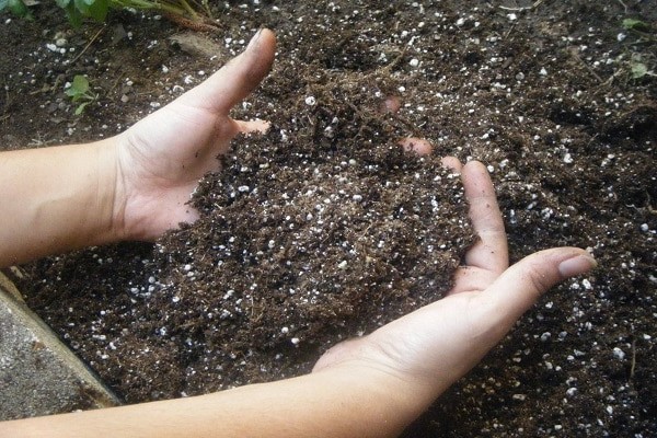 how to feed blackberries