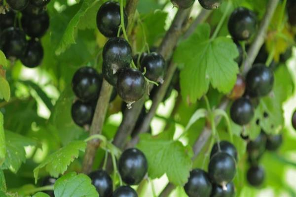 Black currant Imandra 2 photos