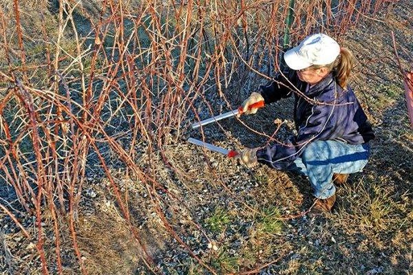 pruning blackberries