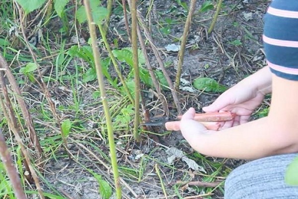 blackberry fight