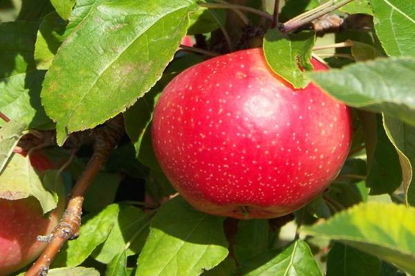 Pepin Safran, Apfelbaum Beschreibung