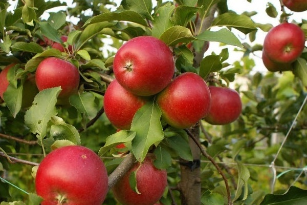 Pepin Safran, Apfelbaum Beschreibung