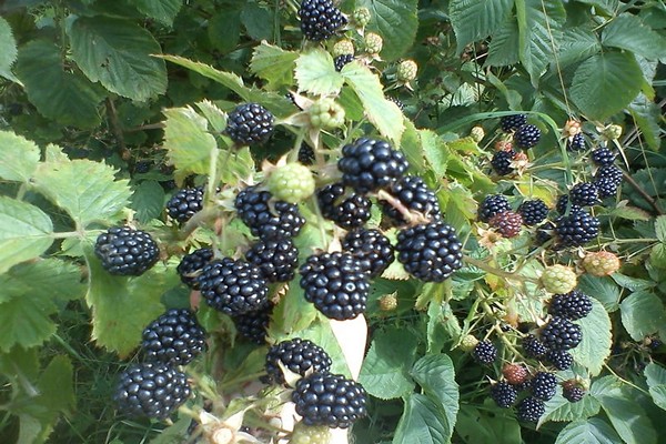 wie man Brombeeren füttert