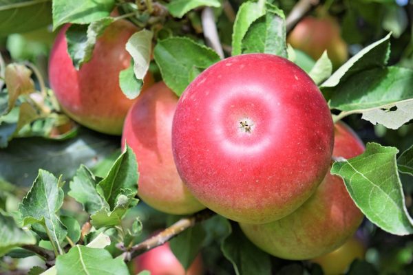 Paglalarawan ng puno ng Apple na anis