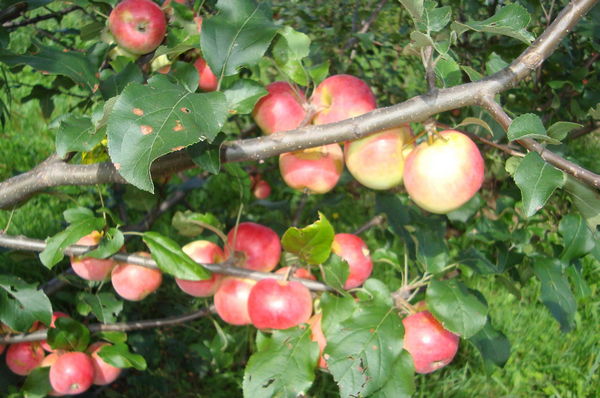 Paglalarawan ng puno ng Apple na anis