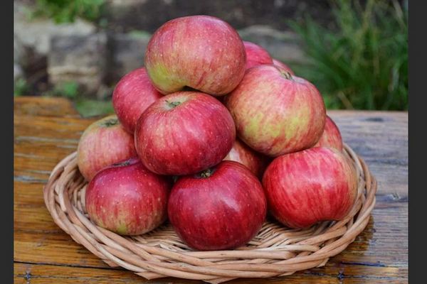 Paglalarawan ng puno ng Apple na anis