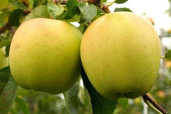 Apple tree Golden Delicious