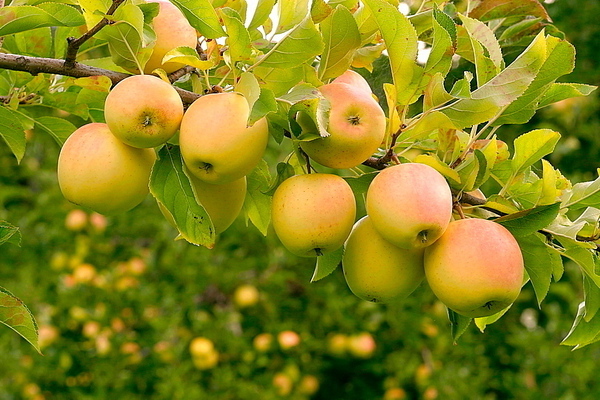 Apple tree Golden Delicious