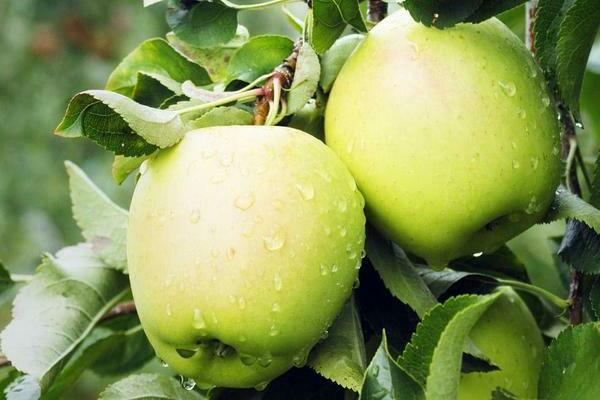 Apple tree Golden Delicious