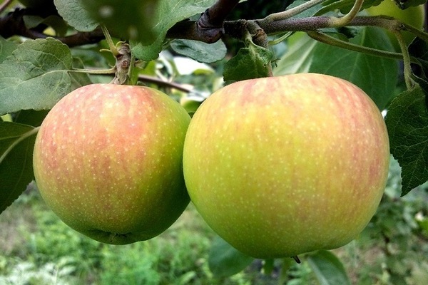 Apfelbaum Golden Delicious