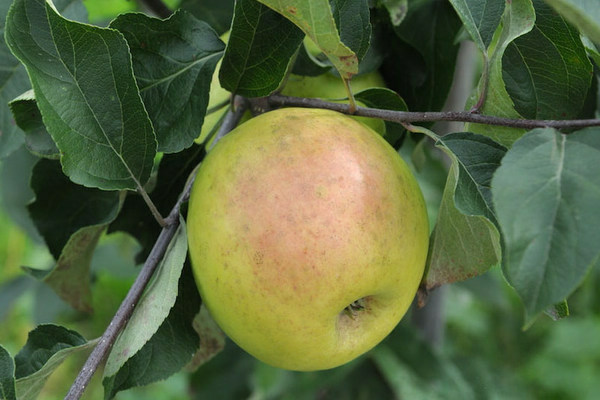 Apfelbaum Golden Delicious