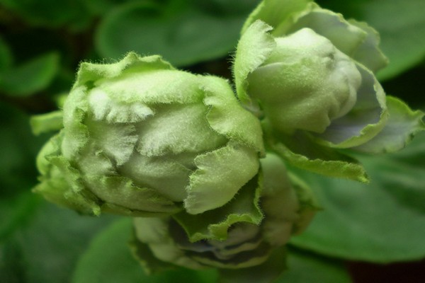 green violets varieties