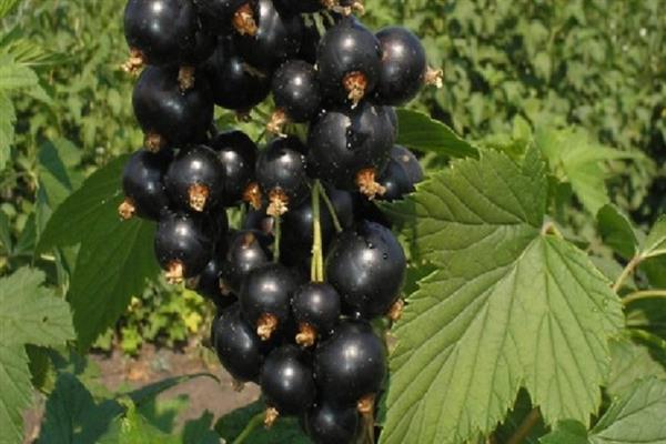 Black currant Izmailovskaya photo