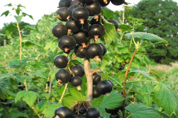 Black currant Kushnarenkovskaya photo