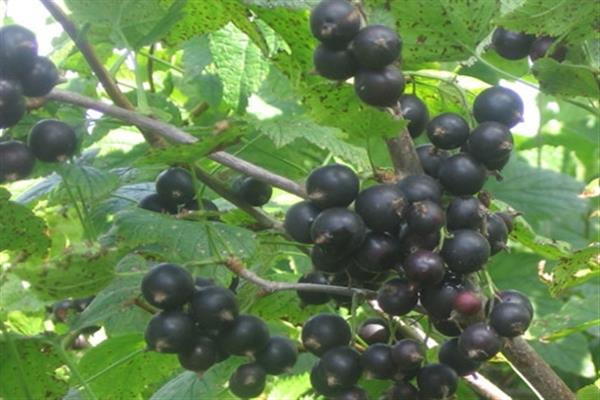 Black currant dense-leaved photo