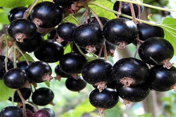 Black currant Kanakhma photo