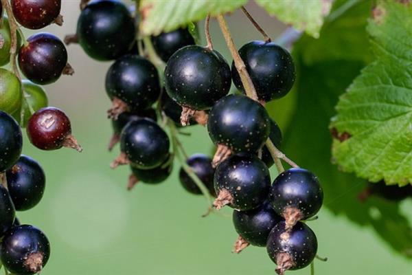 Black currant Ksyusha photo