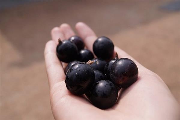 Black currant Lucia photo