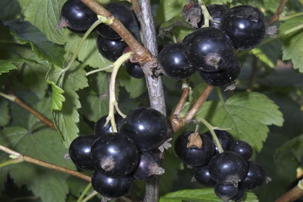 Schwarze Johannisbeere kleiner Prinz Foto