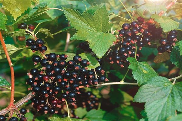 Schwarze Johannisbeere Unvergleichliches Foto