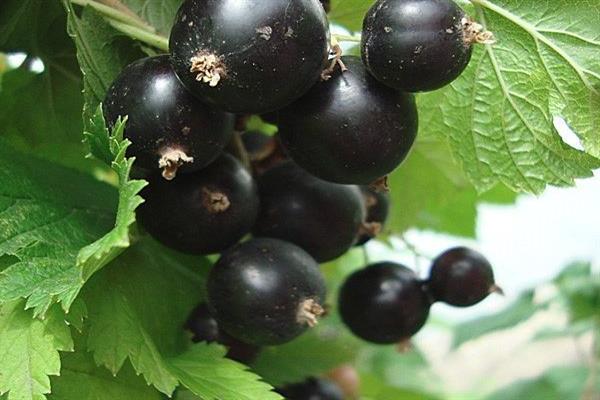 Schwarze Johannisbeere in Erinnerung an Kyndyl Foto