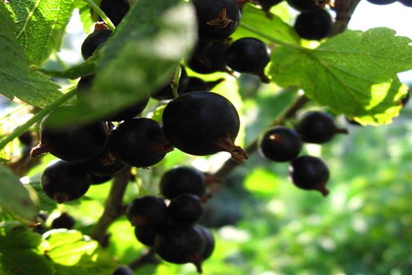 Blackcurrant Gift to Kuminov photo