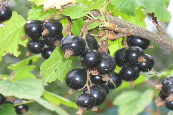 Schwarze Johannisbeere Zabaikalochka Foto