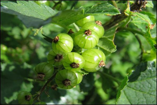 Larawan ng kuwintas na Emerald ng Currant