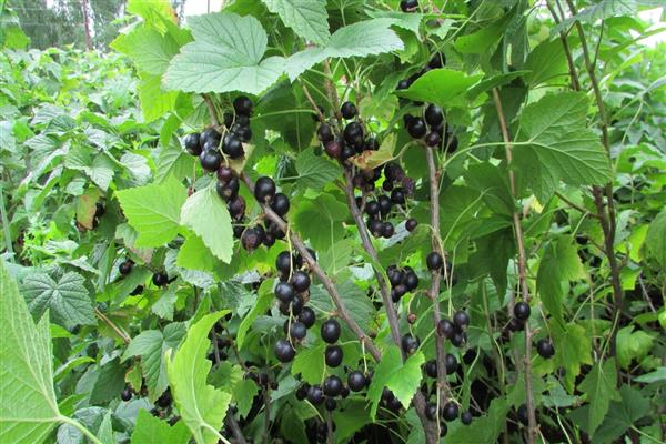 Black currant Maryushka photo