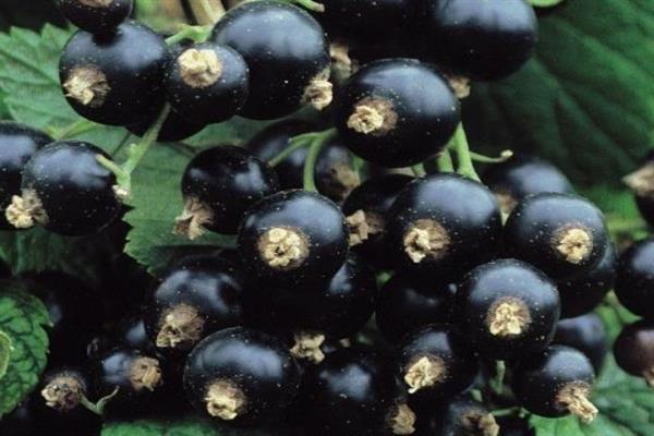 Larawan ng Black currant Murmansk