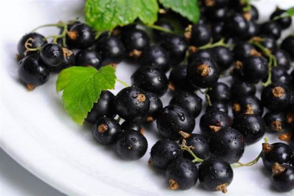 Black currant Oryol serenade photo