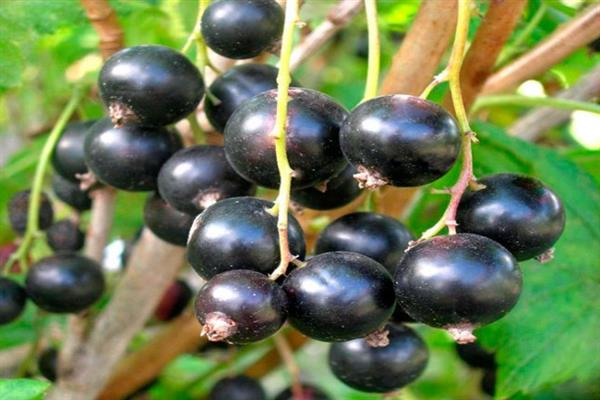 Black currant pygmy photo