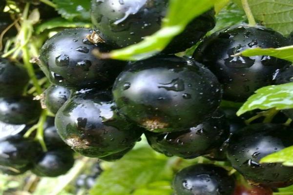 Black currant pygmy photo