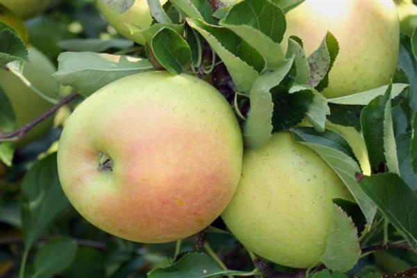 Apple tree Calvil snow photo