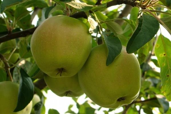 Apple tree Calvil snow photo