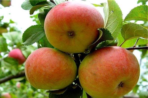 Apple tree Kulikovskoe photo