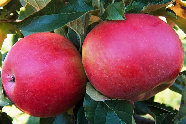 Apple-tree Melba red photo