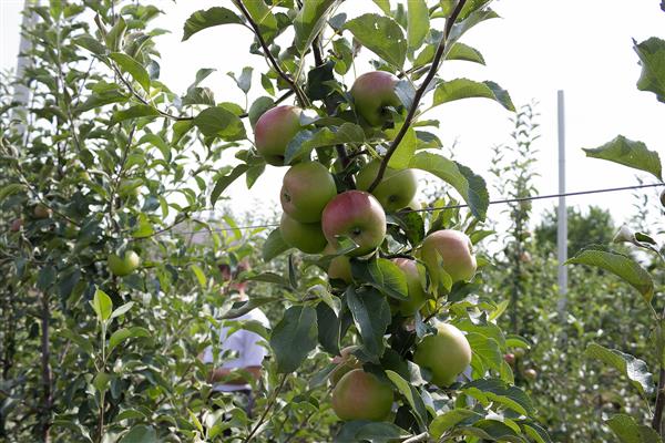 Apple-tree Mineralovodskaya photo